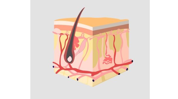 0排異好吸收，人源化III型膠原蛋白重新定義護膚新方向